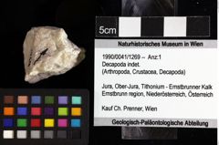 Foto (Objket + Etiketten) von Decapoda indet. 